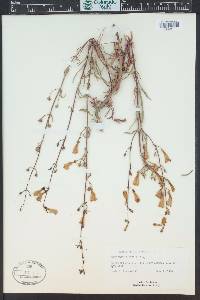 Penstemon laetus image