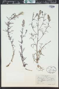 Castilleja plagiotoma image