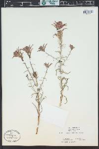 Castilleja linariifolia image