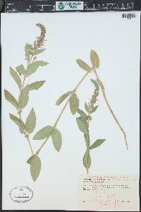 Teucrium canadense var. occidentale image