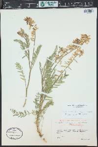 Astragalus bisulcatus image