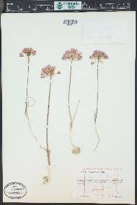 Allium acuminatum image