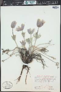 Pulsatilla patens image