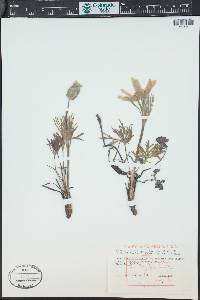 Pulsatilla patens subsp. multifida image