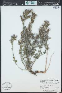 Phacelia crenulata image