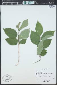 Corylus cornuta image