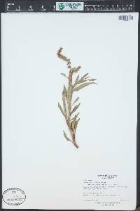 Rumex mexicanus image