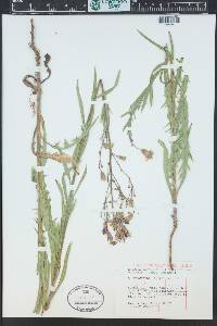 Lactuca tatarica image