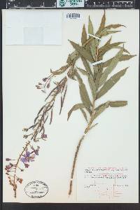 Chamaenerion angustifolium subsp. circumvagum image