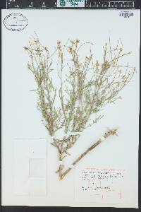 Sisymbrium officinale image