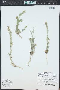 Draba aurea image