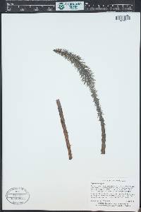 Hippuris vulgaris image