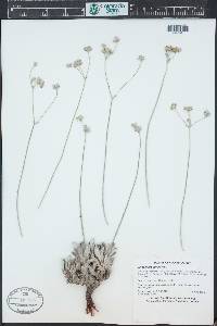 Eriogonum flavum image