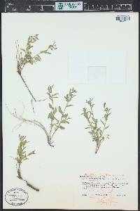 Tragia urticifolia image