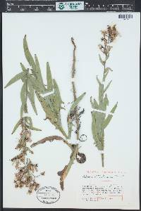 Lactuca tatarica image