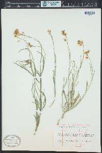 Sisymbrium linifolium image