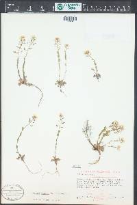 Noccaea fendleri subsp. glauca image