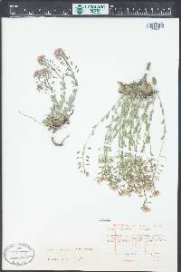 Noccaea fendleri image