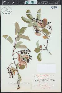 Prunus virginiana var. demissa image