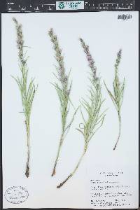 Liatris punctata image