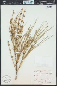 Ephedra viridis image