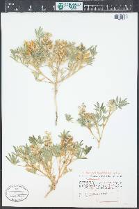 Lupinus pusillus image