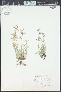 Penstemon humilis image