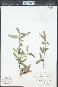 Shepherdia canadensis image