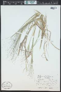 Digitaria cognata image