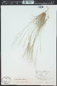 Aristida purpurea var. fendleriana image