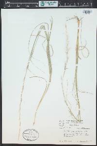 Aristida purpurascens image