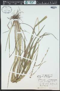 Paspalum pubiflorum image