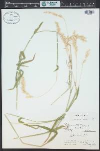 Holcus lanatus image