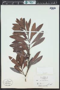 Morella californica image