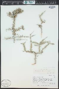 Prunus fasciculata image