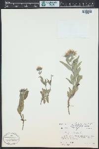 Aster alpinus image