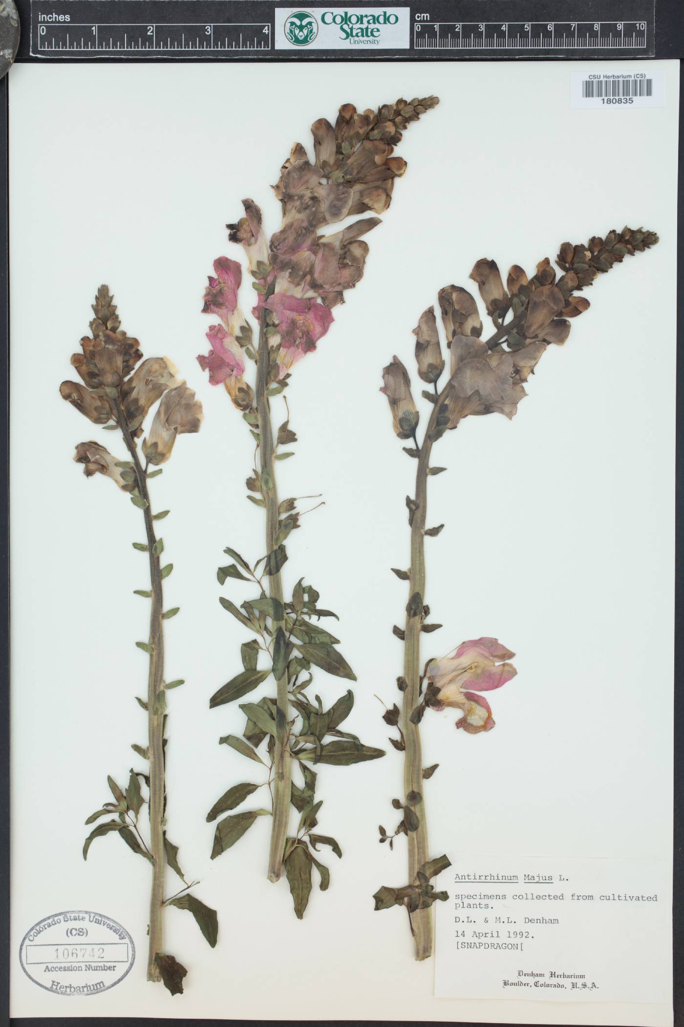 Antirrhinum majus image