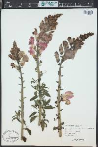 Antirrhinum majus image