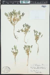 Lupinus pusillus image