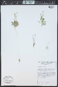 Gilia scopulorum image