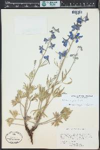 Delphinium geyeri image