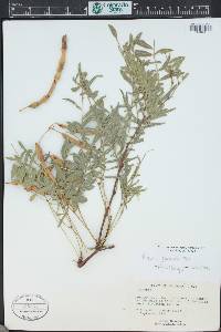 Prosopis glandulosa image