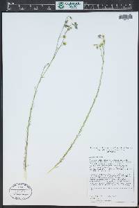 Linum perenne image