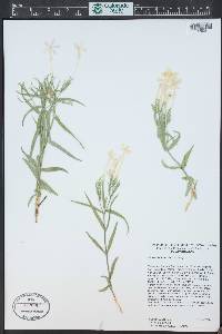 Phlox diffusa image