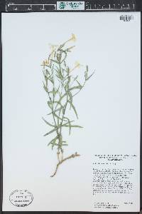 Phlox dolichantha image