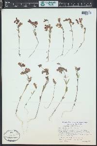 Collinsia heterophylla image