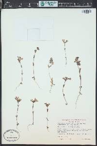 Collinsia bartsiifolia var. davidsonii image