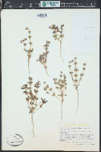 Collinsia bartsiifolia var. davidsonii image