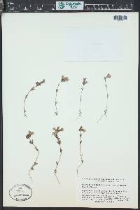 Collinsia bartsiifolia var. davidsonii image