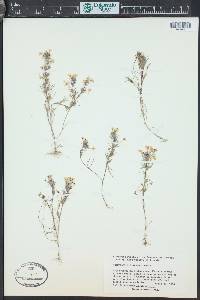 Triphysaria eriantha image